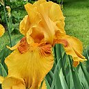 Iris hort. Taste of Honey
