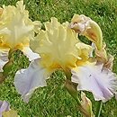 Iris hort. Betty Simon