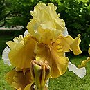 Iris hort. Fall Fiesta
