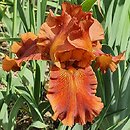 Iris hort. Carnival Time