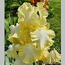 Iris hort. Cream Taffeta