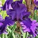 Iris hort. Pledge Allegiance