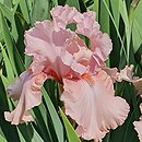 Iris hort. Blushing Pink