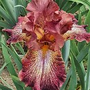 Iris hort. Cancan Red