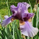 Iris hort. Collage