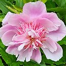 Paeonia lactiflora Fancy Nancy