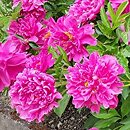 Paeonia lactiflora Bunker Hill