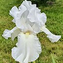 Iris hort. Turbulence