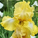 Iris hort. Carved Marble