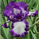 Iris hort. Stepping Out