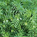 Lens culinaris (soczewica jadalna)