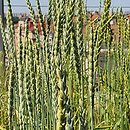 Triticum spelta Titan