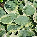 Hosta American Halo