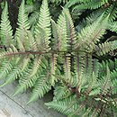 Athyrium niponicum Ursula's Red