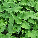 Hosta ventricosa Minor