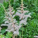 Astilbe grandis