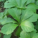 Rodgersia pinnata Elegans