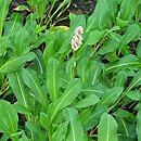 Polygonum affine Kabouter