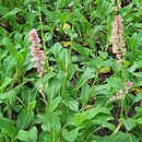 Polygonum affine Donald Lowndes