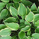 Hosta Little Wonder