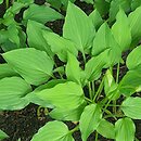 Hosta Purple Dwarf
