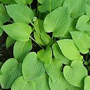 Hosta Birchwood Parky' s Gold