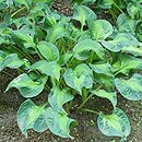 Hosta Mary Marie Ann