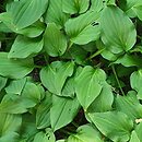 Hosta Kimidori Fukumen