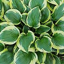 Hosta Queen Josephine