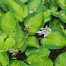 Hosta Little Sunspot