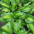 Hosta Geisha