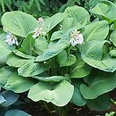 Hosta Mississippi Delta