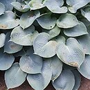 Hosta Camelot