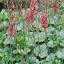 Heuchera Rachel