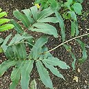 Dryopteris sieboldii Kaprad