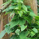 Dioscorea caucasica (pochrzyn kaukaski)