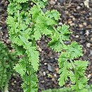 Athyrium filix-femina Frizelliae