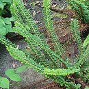 Polystichum setiferum Ray Smith