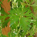 Aconitum hemsleyanum var. hemsleyanum BWJ7902