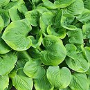 Hosta Ice and Cream