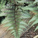 Athyrium niponicum Silver Falls