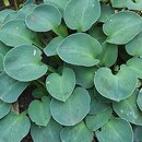 Hosta Blue Mouse Ears