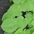 Hosta Cheatin Heart