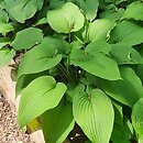Hosta capitata (funkia główkowata)