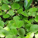Saxifraga stolonifera Cuscutiformis