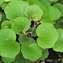 Saxifraga ×geum (skalnica kuklikowa)