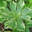 Pachysandra terminalis Silver Edge