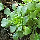 Saxifraga umbrosa Weisse Elliott