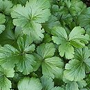 Waldsteinia ternata Lichtermeer