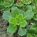 Saxifraga umbrosa Elliott